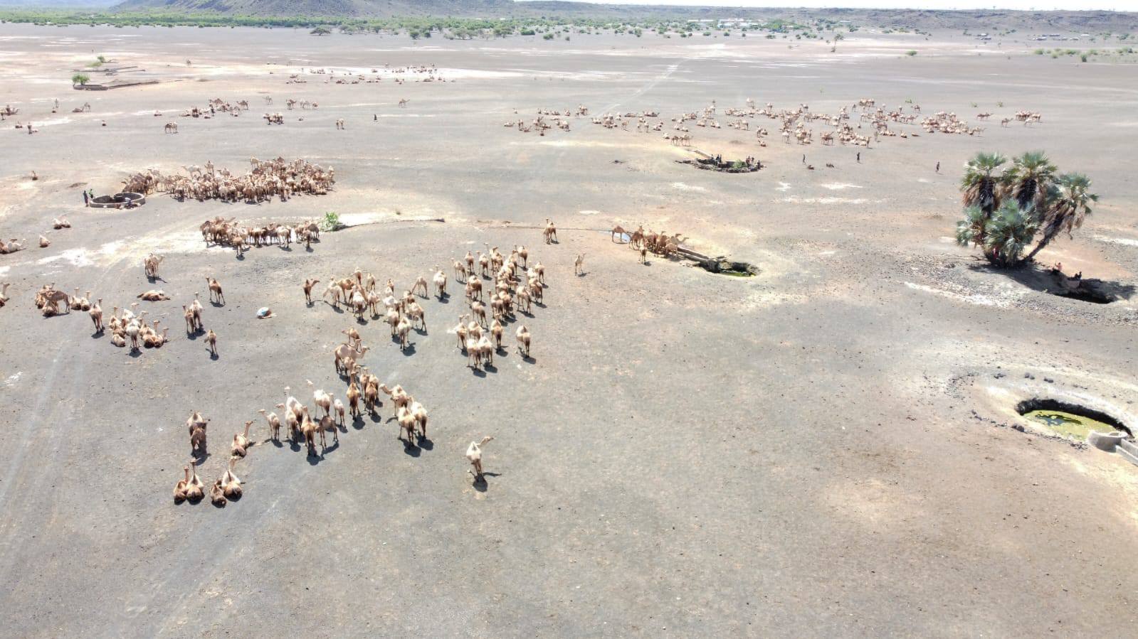 New Maikona Livestock Market Commissioned in Marsabit, Set to Transform Northern Kenya’s Livestock Trade